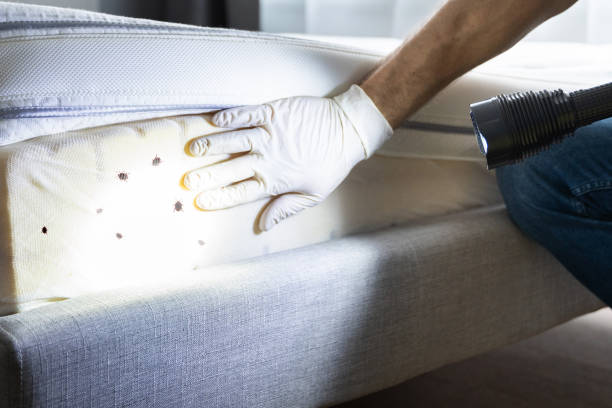 Best Emergency Pest Control  in Pinardville, NH