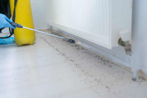 Insect Control in Pinardville, NH